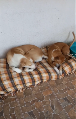 Cobijas para perros