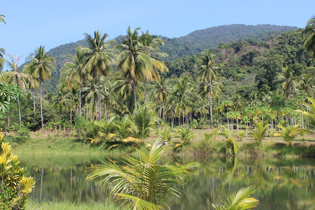 Brasil dejará de combatir la deforestación del Amazonas